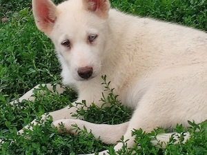 Husky siberian disponibile  - imagine 2