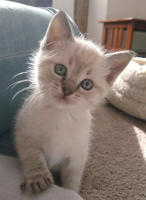 Ragdoll puiuți frumoși  - imagine 2