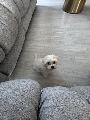 Caniche pudel mini toy - imagine 3