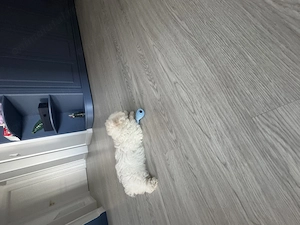 Caniche pudel mini toy - imagine 2