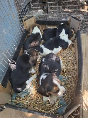 catelusi  beagle - imagine 5