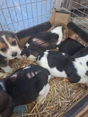 catelusi  beagle - imagine 3