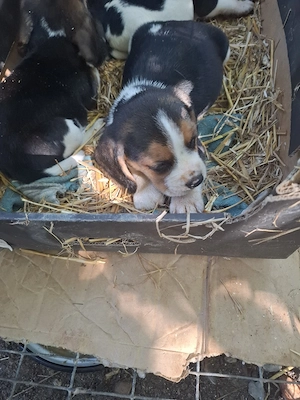 catelusi  beagle - imagine 4