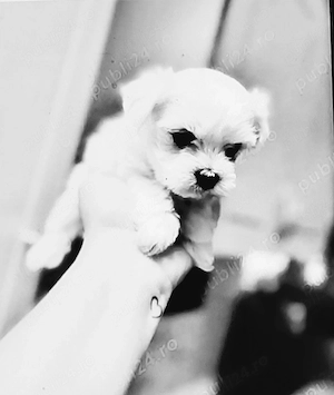 Bichon maltez mini toy