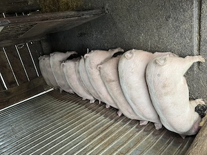 Vând porci grași  - imagine 5