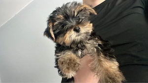 Yorkshire Terrier - imagine 2