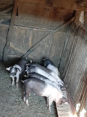 Purcei de vânzare 