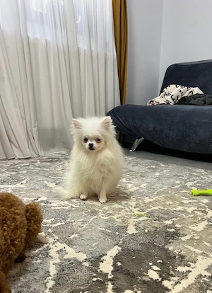 Mascul pomeranian cu pedigree - imagine 2
