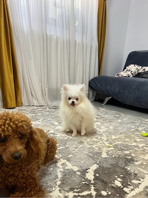 Mascul pomeranian cu pedigree - imagine 3