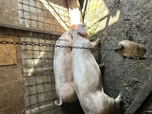 Purcei Rasa Landrace 