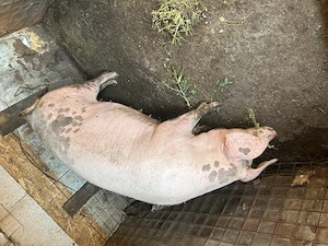 Scroafa pentru tăiat 