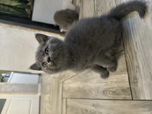 British shorthair - imagine 2