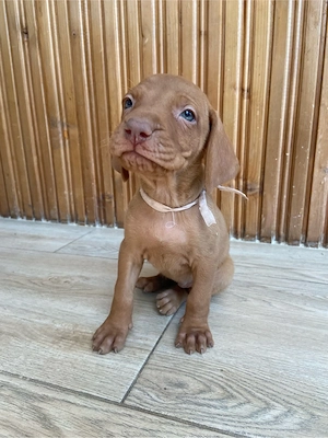 4 cățeluși Brac Maghiar (Vizsla Maghiară) 