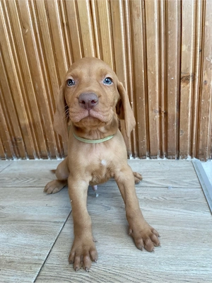 4 cățeluși Brac Maghiar (Vizsla Maghiară)  - imagine 4