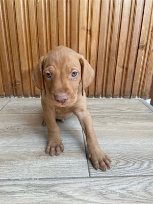 4 cățeluși Brac Maghiar (Vizsla Maghiară)  - imagine 2