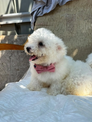 bichon frise