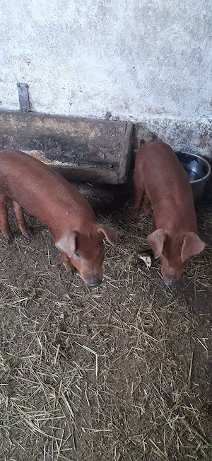 2 scrofite duroc 300 lei bucata  - imagine 3