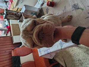 Buldog francez 