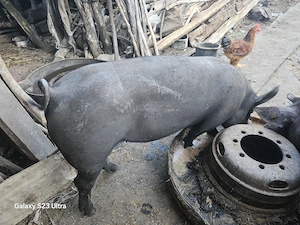 Porc de vanzare - imagine 3
