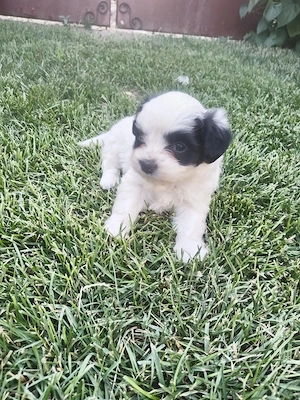 Bichon maltez, pentru cei interesați nu ezitați a suna 