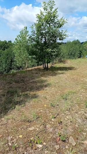 Baia Sprie,10 ari teren intravilan, loc de casa