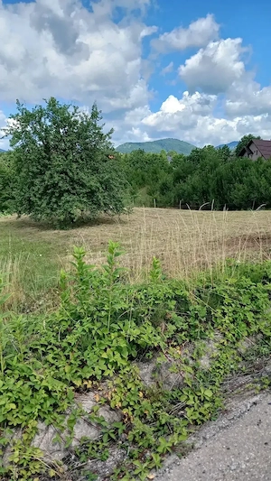 Baia Sprie,10 ari teren intravilan, loc de casa - imagine 4