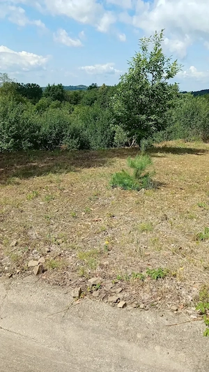 Baia Sprie,10 ari teren intravilan, loc de casa - imagine 3