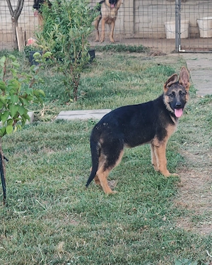 CĂȚELUSA Ciobănesc german 