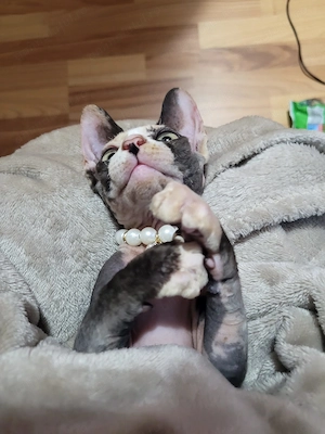 Fetita sphynx sfinx calico - imagine 3
