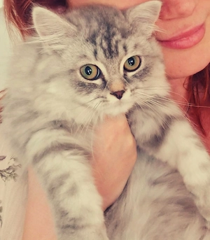 pui British Longhair 
