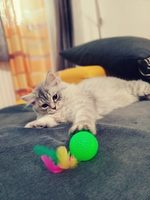 pui British Longhair  - imagine 2