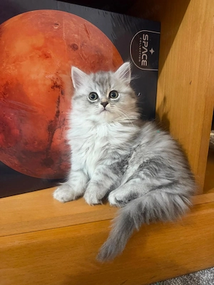 pui British Longhair  - imagine 3