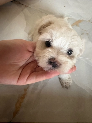 bichon maltez 