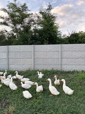 Rațe Pekin tineret !!