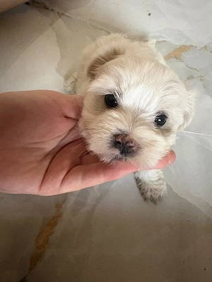 bichon maltez 