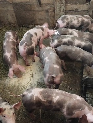 Purcei de vânzare 