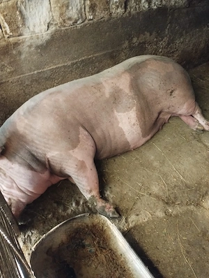 Porci de vânzare +250kg, 15 lei  kg - imagine 2