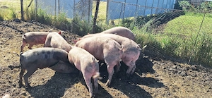 Vand porci crescuti bio  - imagine 2