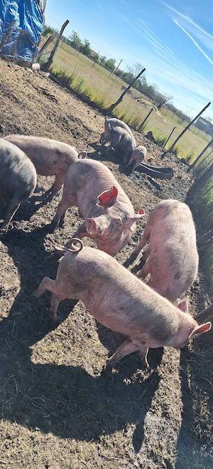 Vand porci crescuti bio 