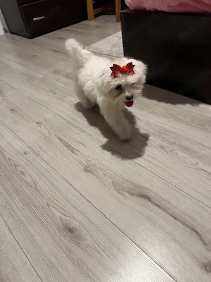 Bichon Maltese 