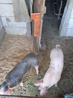 Purcei de vînzare ..