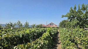 Proprietar   Vând casă modernă (2011), 120 mp + Teren generos 6000 mp - imagine 5
