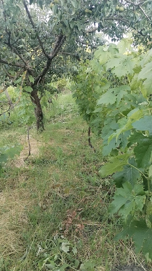 Casă de vânzare în Comarna - imagine 3