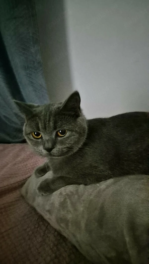 Pisic Scottish Fold si pisica Scottish Straight au aproape 1 an  - imagine 2