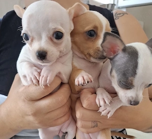 chihuahua fetite minitoy