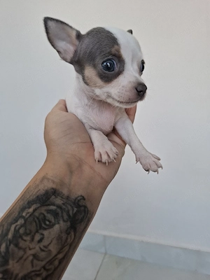 chihuahua fetite minitoy - imagine 3