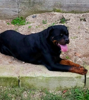 Rottweiler femelă   13 luni   pedigree FCI   pază și familie - imagine 3