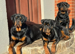 Rottweiler femelă   13 luni   pedigree FCI   pază și familie