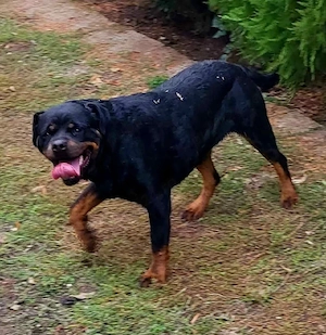 Rottweiler femelă   13 luni   pedigree FCI   pază și familie - imagine 4