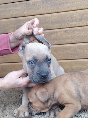 Cane corso